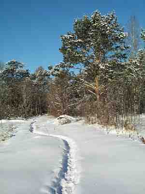Trail through the nursery of ornamental and fruit trees