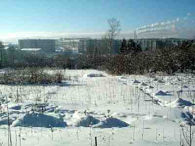 Nursery of apricot trees