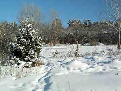 Garden of ornamental and fruit trees