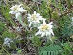 Siberian flowers - edelveis (Leontopodium leontopodioides)