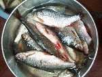 Catch of fish