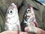 Omul (Coregonus autumnalis) - favorite tasty fish