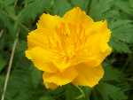 Siebrian flower - Trollius asiaticus