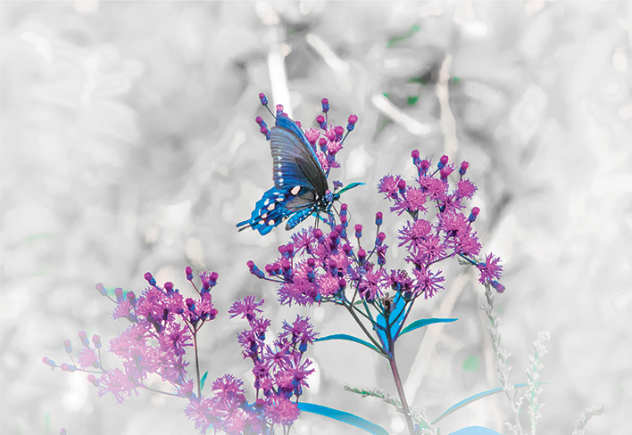 butterfly photo