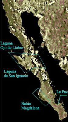 Baja California