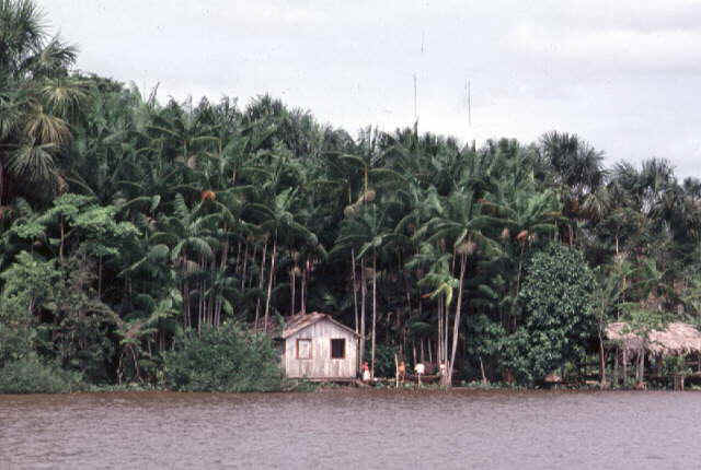 Resultado de imagem para imagens de paisagem amazonica com açaizal