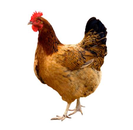 See the source image