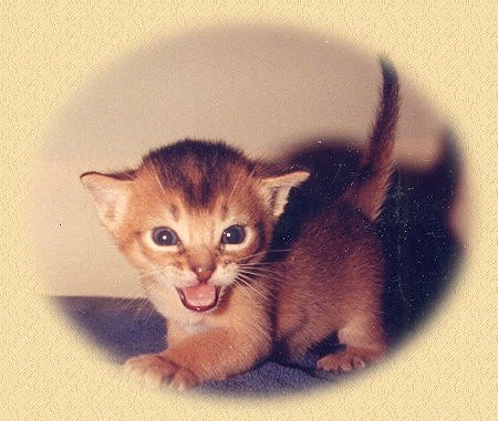 Kitten