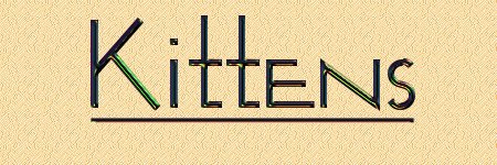 Bastis Kittens