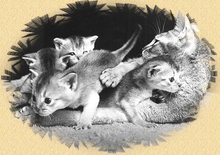 Mom with  Kittens