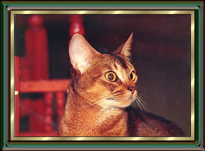Int. CH Bastis Aby Rascal