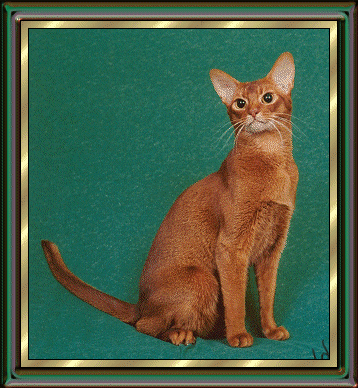 GP, NW Bastis Star 69 of Sourirbleu