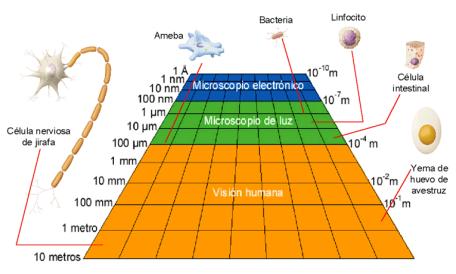 Tabla comparativa del microscopio electrónico y óptico