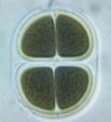 Chroococcus turigidus es un tipo de alga cianof�cea