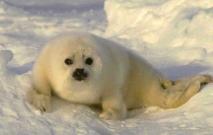 La gran cantidad de grasa que posee una foca, a�sla del fr�o