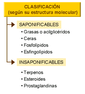 Hormonas esteroides estructura quimica