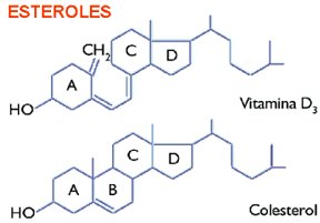 Los esteroides lipidos