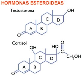 Que son los esteroides y hormonas esteroideas