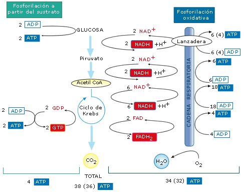 Ciclo de calvin proceso anabolico o catabolico