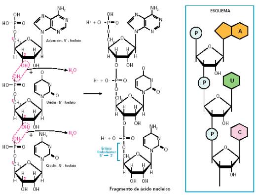 Resultado de imagen de enlace nucleÃ³tidos
