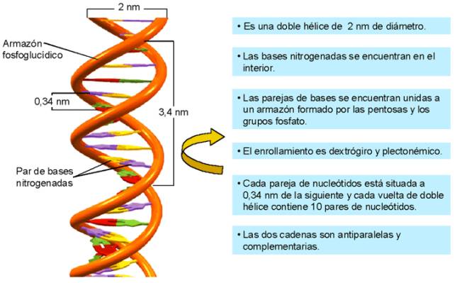 Resultado de imagen de watson y crick modelo de doble helice de adn