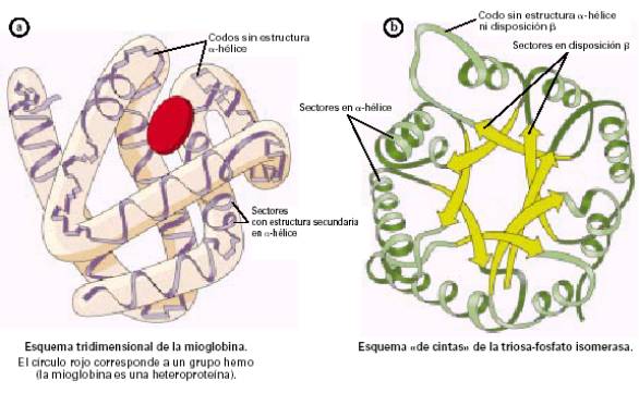 Globular Protein Related Keywords - Globular Protein Long Globular Protein Related Keywords - Globular Protein Long