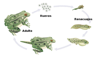 "Ciclo de una rana. Adaptado de www.earlham.edu"