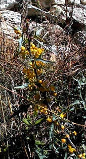 Agarita