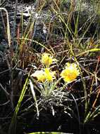 Bladderpot