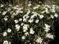 Blackfoot Daisy