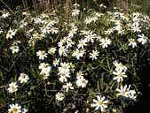Blackf.Daisy