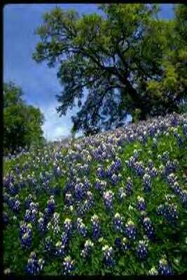 BlueBonnet