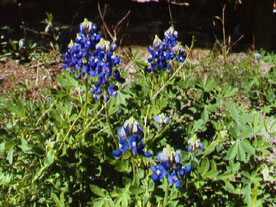 Blue Bonnet