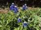 Blue Bonnet