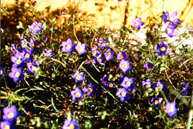 Blue Gilia
