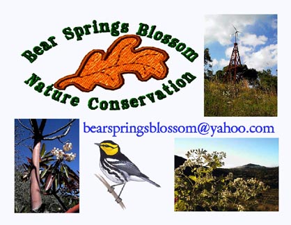 Bear Springs Blossom Logo