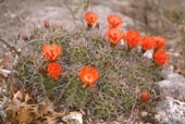 Claret cup