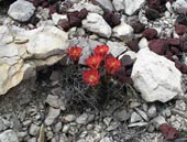 Claret cup