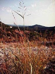 one of the hills that got its name from the first settlers in Bandera County was Edwards Mountain