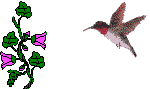 hummingbird