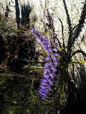 Gayfeather is a native plant in the texas hill country