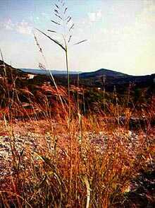 Gras vor Edwards Mountain