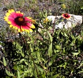 native plants were growing in the texas hill country long before the settlers moved in - overgrazing destroyed most of them