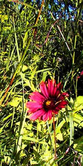 Indian blanket is a spring wildflower at Bear Springs Blossom nature preserve