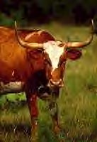 longhorn