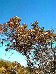 Madrone