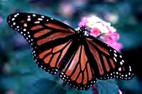 Monarch