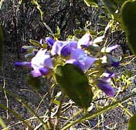 Mountain Laurel