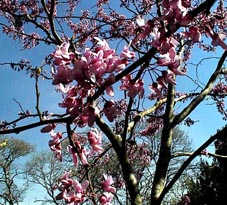 Redbud