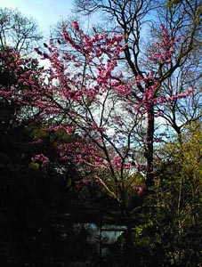 Redbud